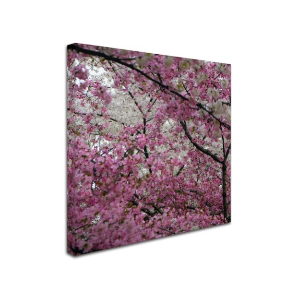 CATeyes 'Cherry Blossoms 2014-3' Canvas Art,24x24